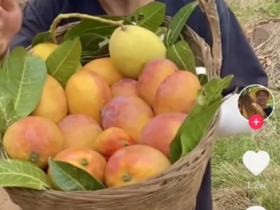 农民如何使用自媒体销售自家农产品